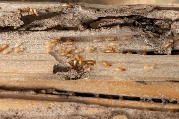 Wasp Removal Services in Seguin, TX
